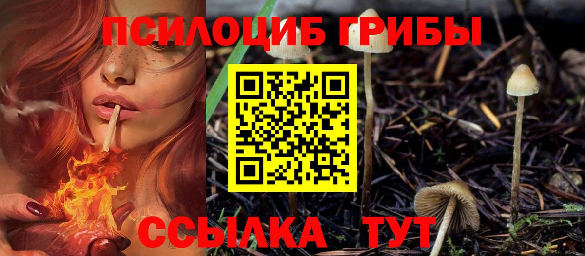 Псилоцибиновые грибы Cubensis Великий Новгород